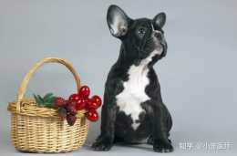 狗狗能吃哪些水果？小寵醫師科普狗狗能吃的水果