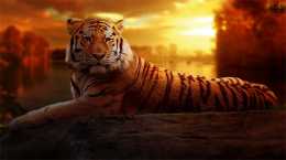 “秋老虎”的英語是什麼？不是autumn tiger哦！