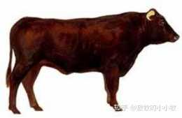 18種不同品種的肉牛，每個品種的肉牛都有自己獨特的風味