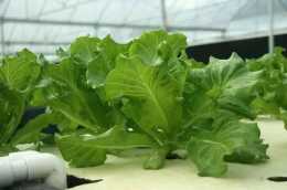 常見的水培蔬菜有哪些？水培蔬菜需要哪些設施？種植流程及日常管理是怎樣的？