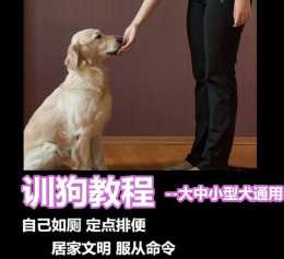 教你怎麼如何訓狗訓犬自學方法技巧怎麼樣讓狗狗聽話專業訓練咬手撲人糾正新概念訓狗教程