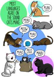 為什麼同是對貓叫的擬聲詞，英語、漢語卻不同？