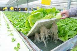 為什麼說水培葉菜一年能產18季？水培蔬菜的工作原理和設施裝置分別是怎樣的？