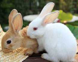 兔耳朵髒有耳蟎怎麼辦？