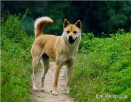 中國的“七大名犬”，你知道哪一個？