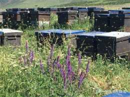 雲南野生蜂蜜特點，雲南野生蜂蜜營養價值？