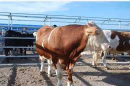如何挑選長肉快的育肥架子牛？