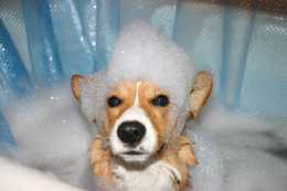 養寵新手100問丨為什麼狗不能用人的浴液？