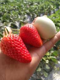草莓哪種最香甜，草莓哪個品種比較暢銷，白色的草莓叫什麼