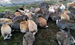 四川一年吃掉3億隻兔子而澳洲百億野兔氾濫，中國為何不引進？