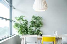 如何選擇合適的綠植，為我們的房間增光添彩，綠意盎然