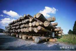 白山欖木是什麼木材？