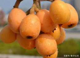 雲南1-12月每個月的應季水果有哪些？