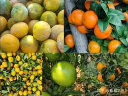 11月5日，柑橘產區行情資訊，沃柑價格在3～4元斤！