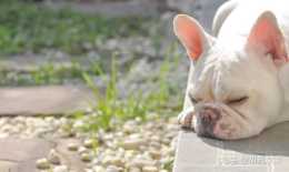 寵物日誌：狗狗嘔吐怎麼用藥 狗狗嘔吐時能吃什麼藥？