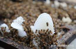 雲南野生蜂蜜營養價值?雲南純野生黑蜂蜜的功效?