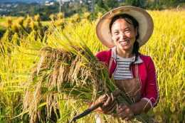 不能種水稻，不能吃稻米，水稻釋放大量甲烷，溫室效應是二氧化碳的28倍，美國造謠科學家居心何在
