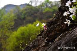 北京獨有開在懸崖峭壁上的花，你見過嗎？