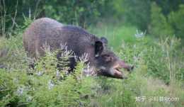 允許捕殺野豬，卻不準吃肉，未來野豬還會是保護動物嗎？