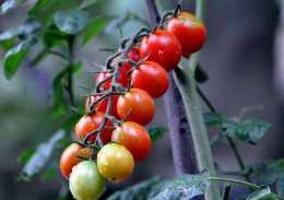 小番茄果實膨大需要什麼肥？小番茄用哪個肥好？小番茄促進果實生長用金泰靚