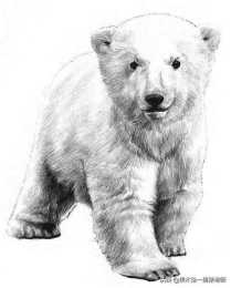 素描丨只需要八個步驟，零基礎也能畫好一隻北極熊
