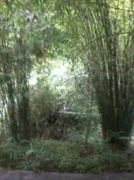人工栽種的竹子為什麼只能一簇一簇地生長，甚至在原有栽種的區域長得密不透風都不能像自然的竹林一樣擴撒開？