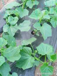 黃瓜缺素有什麼症狀？黃瓜上什麼肥料長勢好？