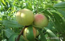 桃樹施什麼肥料好？桃樹的葉面肥選擇，桃樹靚果上色膨大用調色師