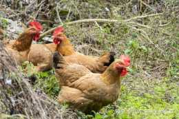 雞的熱應激和中暑，如何辨認、預防和治療？