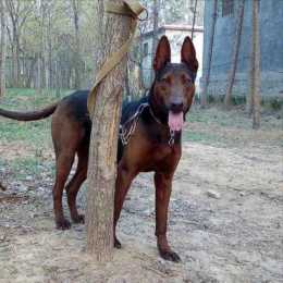 中華神犬—“萊州紅犬”，是犬界的驕傲！