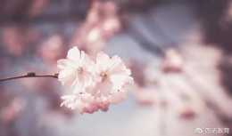 日語中那些與花有關的詞彙表達！