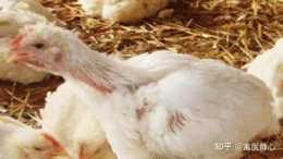 禽醫靜心談小雞閉眼張嘴喘氣怎麼辦 小雞張嘴伸脖子喘氣