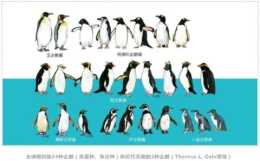 NC | 中國科學家領銜中外聯合團隊揭示企鵝演化歷程與適應環境的“基因秘訣”